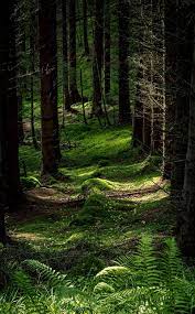 In order to download wallpaper which fits your screen check the resolutions listed below Forest Trees Fern Moss Nature Hd Mobile Wallpaper Peakpx