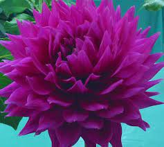 Dahlia Hollyhill Purple Ator Aka Seedling 5 35 Dahlia Flower Growing Dahlias Dahlia