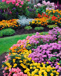 Ageratum Houstonim Nordmeer Flower Video Best Flower Wallpaper