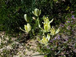 Image result for Albuca setosa