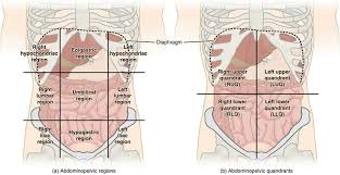 The stomach lies under the left ribs and extends across to the right. Abdominal Cavity Definition And Organs Biology Dictionary