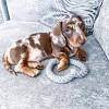 A miniature dachshund suits apartment living, if exercised enough. 1