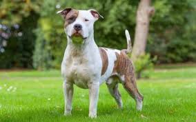 It is said that this breed is extremely aggressive. Males American Staffordshire Terrier Kennel Old Hickory