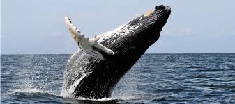 We did not find results for: Antarctica Whales Pictures Facts And Information