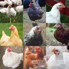 Murray mcmurray hatchery is dedicated to empowering new generations of chicken owners to fulfill their healthy lifestyle goals through chicken and fowl ownership. Murray Mcmurray Hatchery Meat And Egg Combo