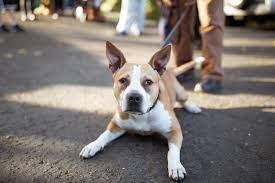 This clinic has what is called a fear free practice, meaning that each of the veterinarians working here have gone through training to make sure that they can provide the most comforting and fear free. Portland Animal Welfare Team