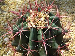 See more of gardens by the bay on facebook. A Cactus In The Flower Dome Gardens By The Bay Gardens By The Bay Flowers Plants