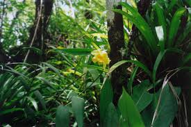 Image result for Urochloa xantholeuca