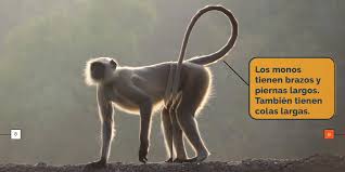 Image result for Monosis