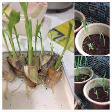 Persiapan media tanam untuk sereh di pot. Food Lifestyle Education Parenting Diy Cararesepi