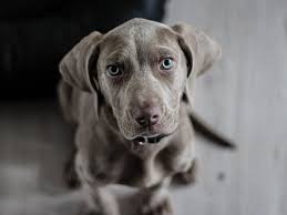 This article explains how to tell if your dog has a fever, how to use a thermometer and treatment methods, as advised by vets and pet experts. What Does Liver Cancer Look Like In Dogs