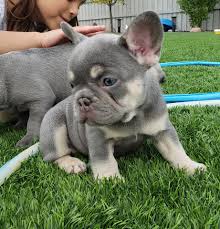 Bursa french bulldog severler ve sahipleri burada. Lilac And Tan Girl Ponyta Exotic Mirage French Bulldogs Facebook