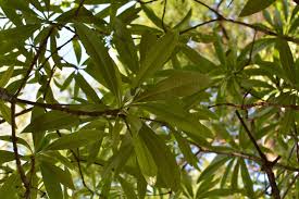 Image result for Rauvolfia nana