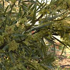 Image result for Searsia lancea