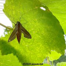 待望のコスズメ成虫 葡萄の葉にて アカネコ生活