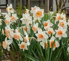 First Blush Pink Narcissus Mix White Flower Farm Daffodils Narcissus