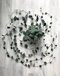 scindapsus pictus argyraeus kamerplanten