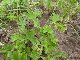 Image result for Pelargonium alchemilloides