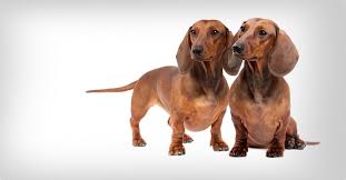 Image result for jezevčík hladkosrstý