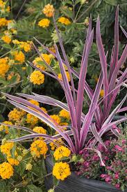 Image result for Cordia pilosissima