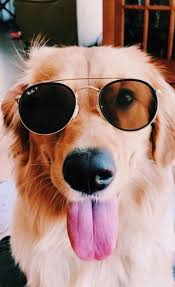 Vscomoodss Animales Adorables Adorables Animales Vscomoodss 2020 Hayvanlar Sevimli Kopek Yavrulari Hayvan