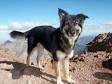 German Shepherd Mix Puppies For Sale - GSD Mix ...