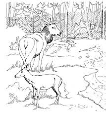 Loads of gorgeous designs including animals, flowers, mandalas, sea themes and quotes. Coloring Page Deer Coloring Pages 11