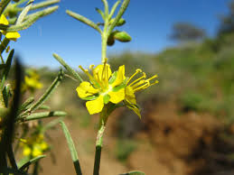 Image result for Vahlia