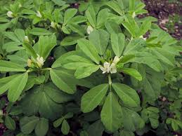 Image result for Trigonella foenum-graecum