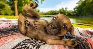 Tell us about your project and we'll send you a list of pet photographers to. The Best Dog Photos Of 2018 Have Been Announced And They Ll Give You All The Feels Bored Panda