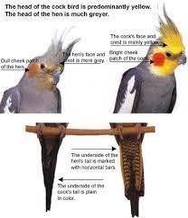 Pin On Birds