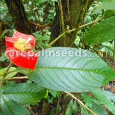 Image result for Psychotria auxopoda