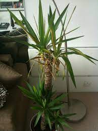 However, new leaves should come in and remain healthy, although they will be softer, less rigid and upright and more arching. Yucca Houseplant Is Dying Help Please Ubc Botanical Garden Forums