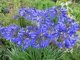 Image result for Agapanthus codii