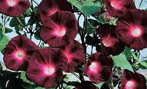 We waited to get in hear, as we were told the food is good. We Versieren Onze Site Met Een Ongewone Ochtendglorie Van Paars