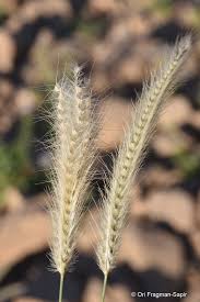 Image result for Tetrapogon tenellus