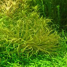 Image result for Blyxa aubertii