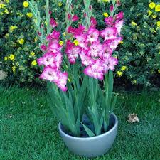 Glamini Gladiolus Kate K Van Bourgondien Gladiolus Bulb Flowers Spring Flowering Bulbs