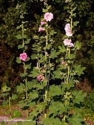 Image result for Alcea rosea