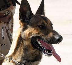 Maybe you would like to learn more about one of these? This Dog Has Titanium Teeth 9gag