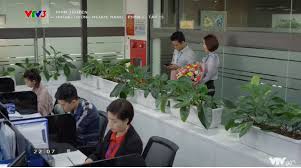 Túi chườm, túi sưởi hướng dương. G3derq 1yts4vm