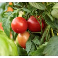 Most manufacturers offer extra services after each sale, including technical support. Proven Winners Tomato Plant Vegetable Plants Edible Garden The Home Depot