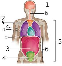 We (to show) the historical monuments of the capital to the delegation. Pelvic Cavity Wikipedia