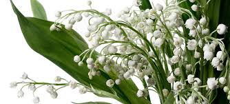Check spelling or type a new query. Lily Of The Valley Flower Lily Of The Valley Bouquet Flowerbx Uk