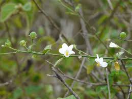 Image result for Hibiscus micranthus