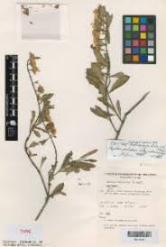 Image result for Psydrax