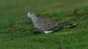 Turtle Dove Streptopelia Turtur British Birds Woodland Trust