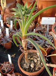 Image result for Aloe inyangensis