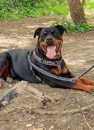 Mom Records Baby And Rottweiler Interaction