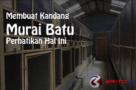 Ngobrol dengan #pengrajinsangkarburungmuraimas agus mondokan sragen Mau Buat Kandang Ternak Murai Batu Perhatikan Hal Ini Terlebih Dahulu